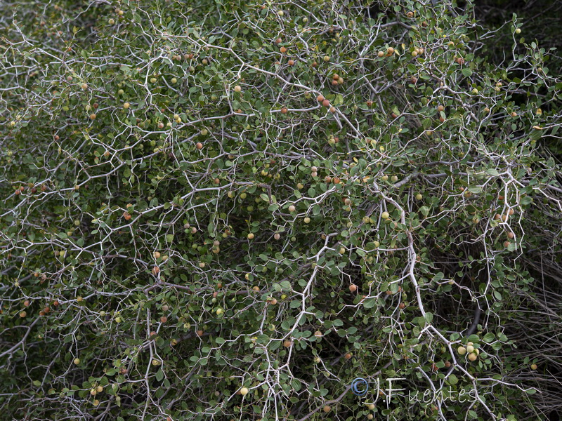 Ziziphus lotus.27