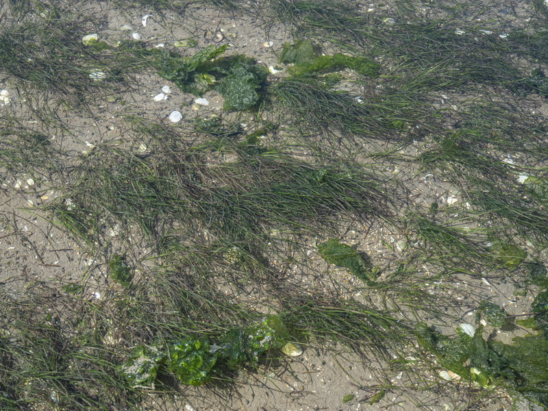 Zostera noltii.02