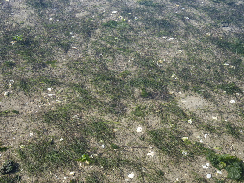 Zostera noltii.03