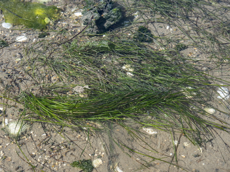 Zostera noltii.05