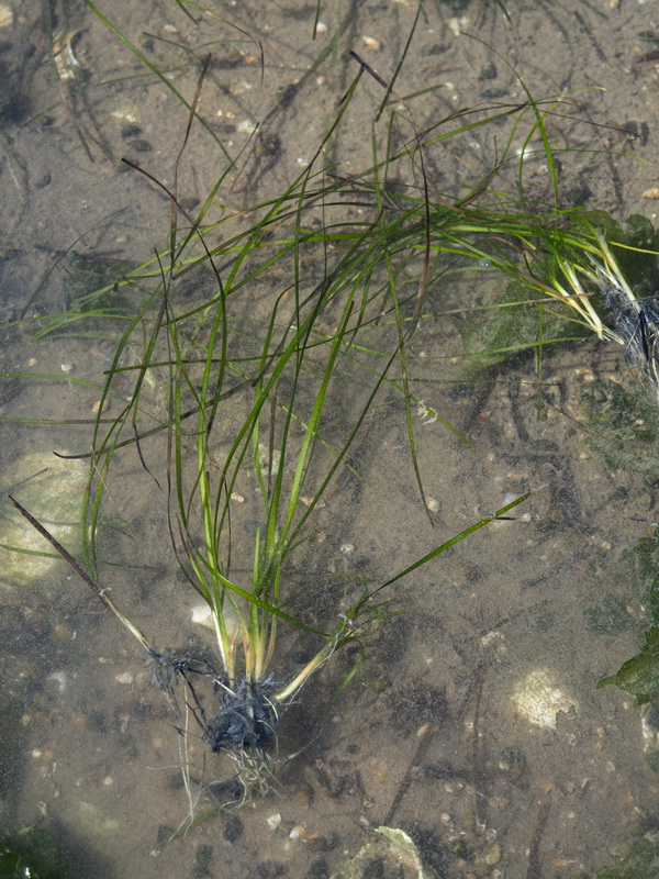 Zostera noltii.06