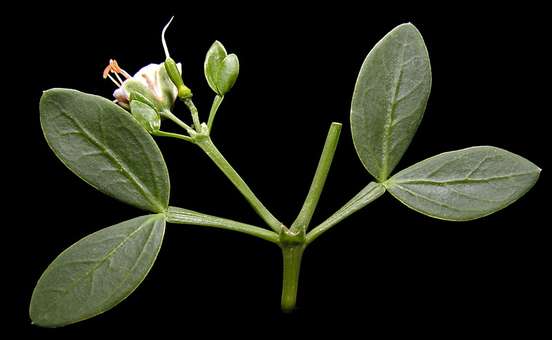 Zygophyllum fabago.02