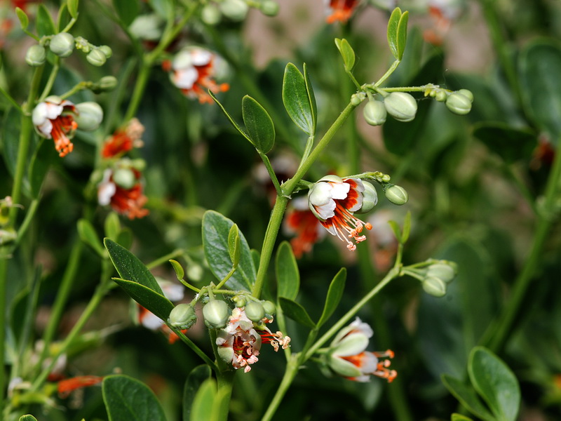 Zygophyllum fabago.05