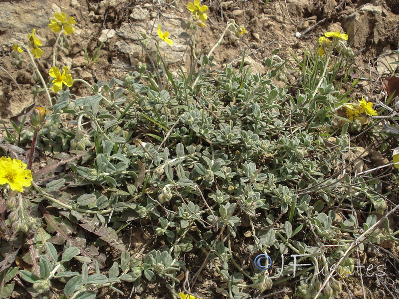 helianthemum appeninum cavanillesianum.01