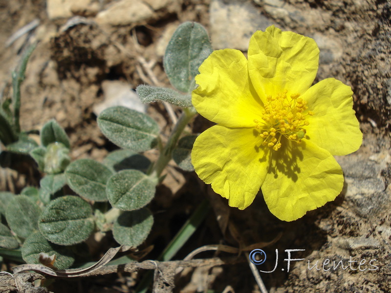 helianthemum appeninum cavanillesianum.02