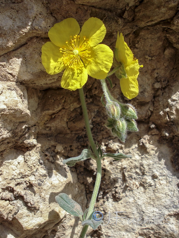 helianthemum appeninum cavanillesianum.03