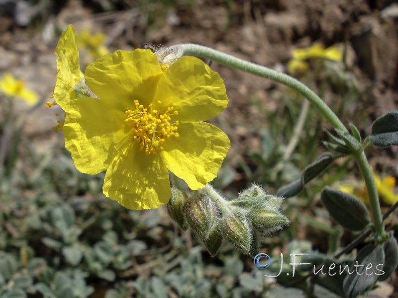 helianthemum appeninum cavanillesianum.04