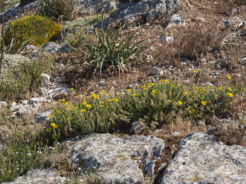 helianthemum appeninum cavanillesianum.06