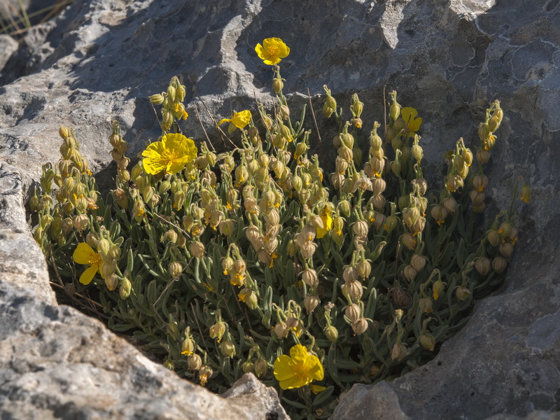 helianthemum appeninum cavanillesianum.07