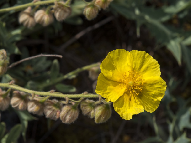 helianthemum appeninum cavanillesianum.11