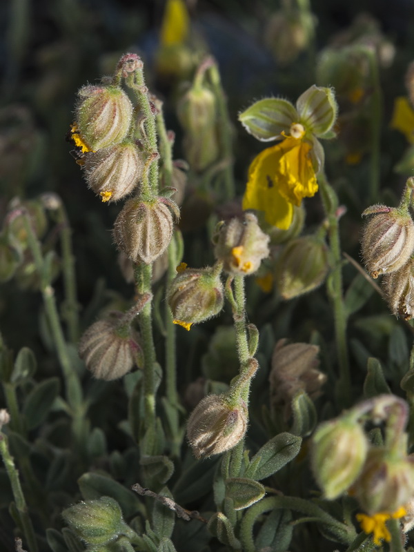 helianthemum appeninum cavanillesianum.12