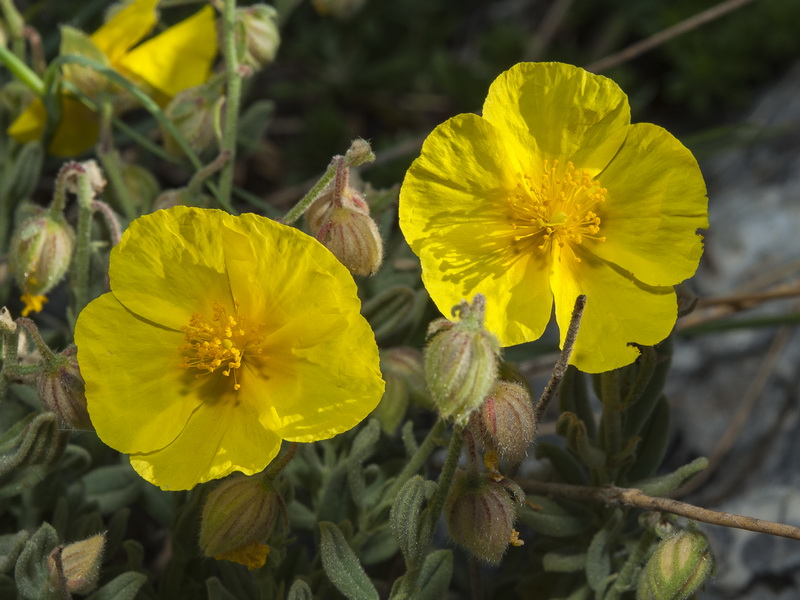 helianthemum appeninum cavanillesianum.13