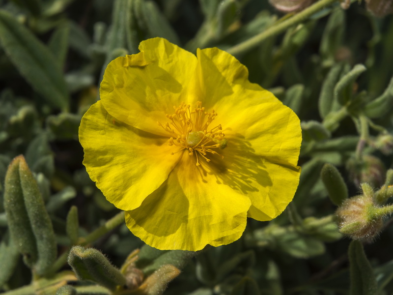 helianthemum appeninum cavanillesianum.15