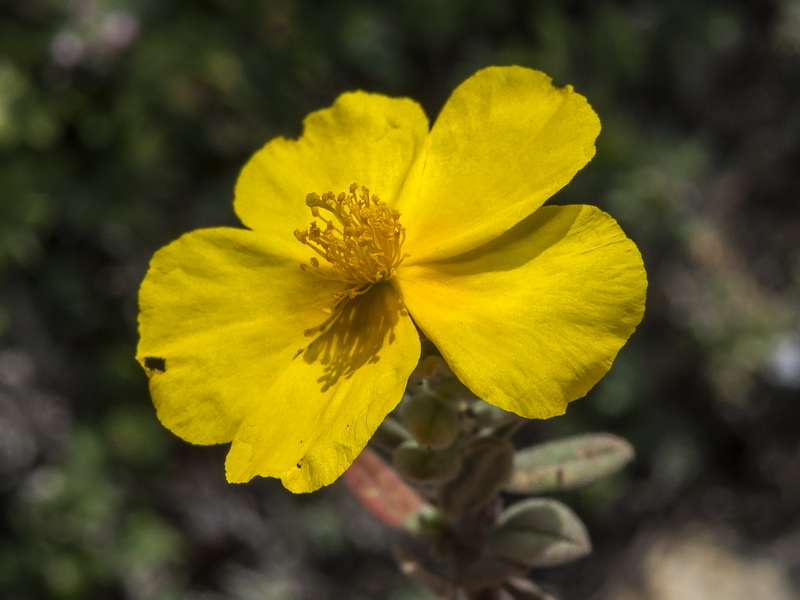 helianthemum appeninum cavanillesianum.16