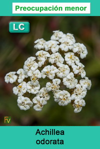 Achillea odorata