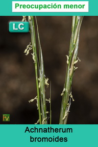 Achnatherum bromoides