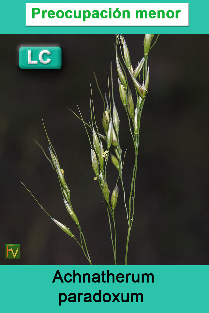 Achnatherum paradoxum
