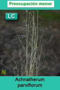Achnatherum parviflorum