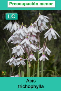 Acis trichophylla