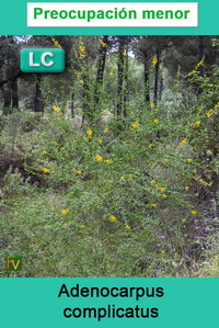 Adenocarpus complicatus