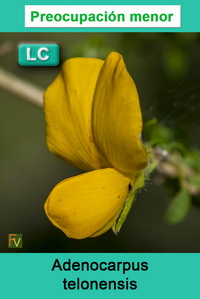Adenocarpus telonensis