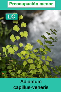 Adiantum capillus veneris