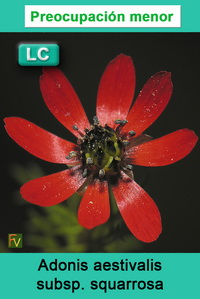 Adonis aestivalis squarrosa