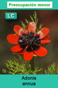 Adonis annua
