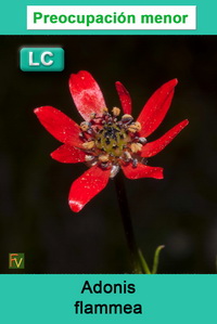Adonis flammea