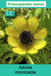 Adonis microcarpa
