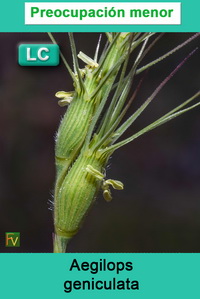 Aegilops geniculata