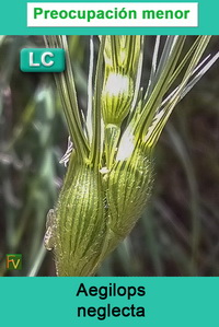 Aegilops neglecta