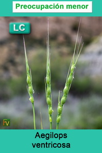 Aegilops ventriculosa