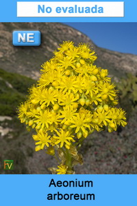 Aeonium arboreum