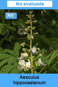 Aesculus hippocastanum