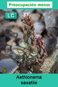 Aethionema saxatile