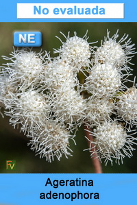 Ageratina adenophora