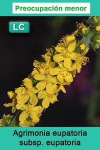 Agrimonia eupatoria eupatoria