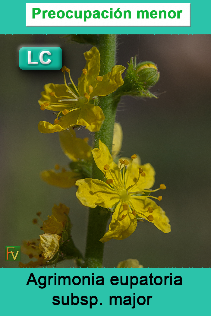 Agrimonia eupatoria major