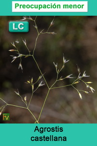 Agrostis castellana