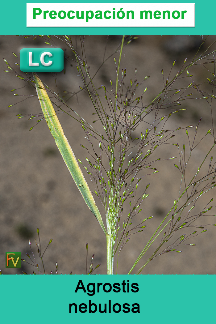 Agrostis nebulosa