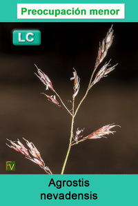 Agrostis nevadensis