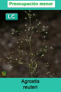 Agrostis reuteri