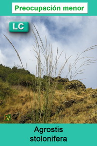 Agrostis stolonifera