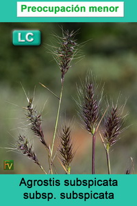 Agrostis subspicata subspicata