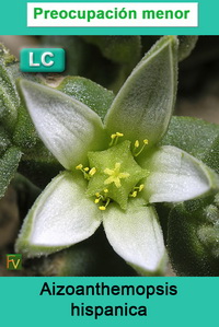 Aizoanthemopsis hispanica