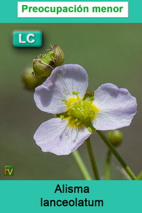 Alisma lanceolatum