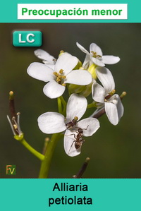 Alliaria petiolata