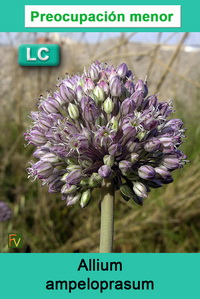 Allium ampeloprasum