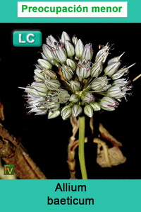Allium baeticum